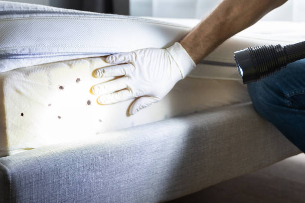Reliable East Ridge, TN Pest Control Solutions