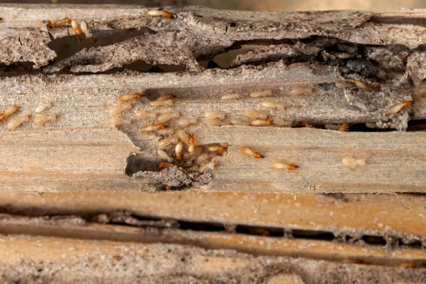 Best Commercial Pest Control Services  in East Ridge, TN
