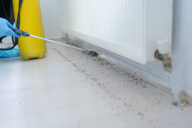 Best Insect Control  in East Ridge, TN