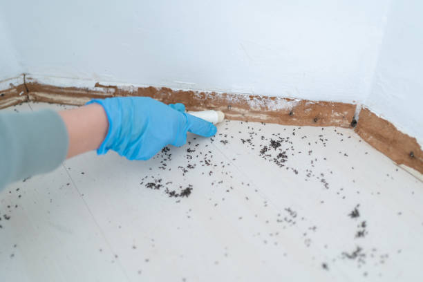 Best Wasp Removal Services  in East Ridge, TN
